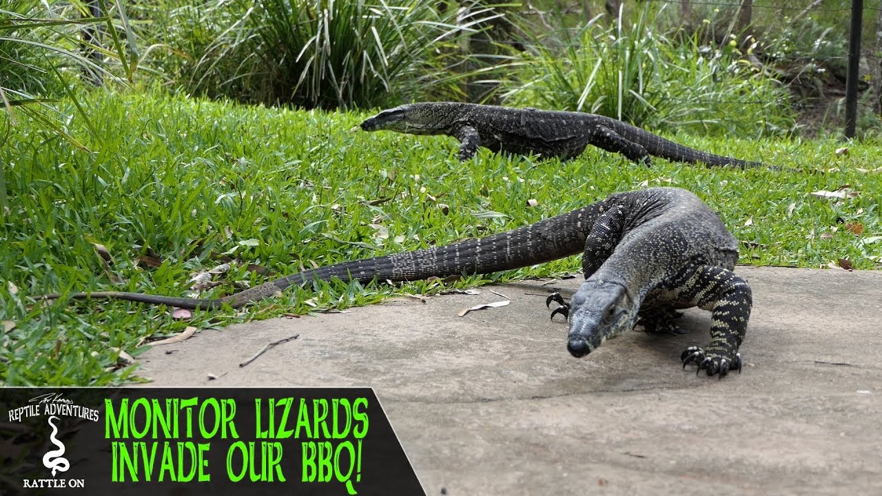 MONITOR LIZARDS INVADE OUR AUSTRALIAN BBQ!