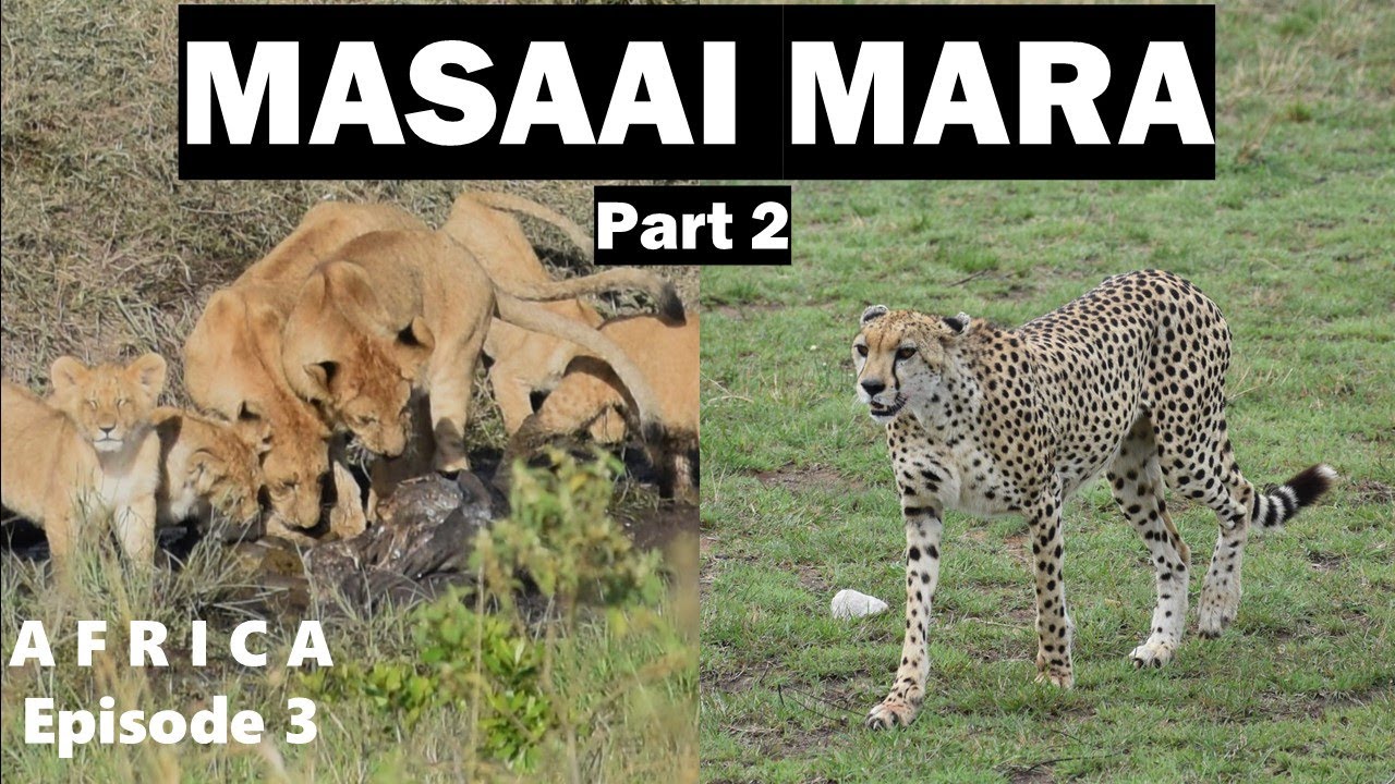 Masaai Mara Safari | জীবনের অন্যতম সেরা অভিজ্ঞতা | Africa 🇰🇪
