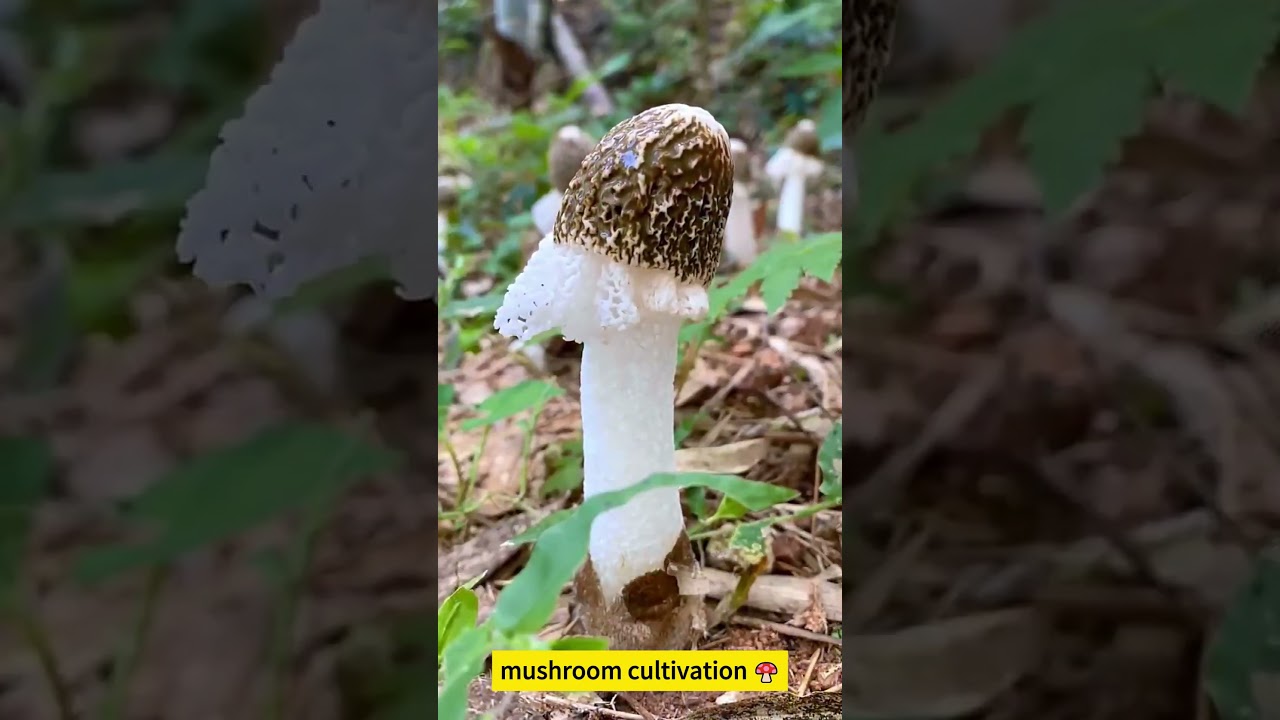 mushroom cultivation 🍄