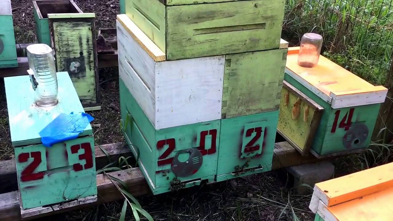 Setting up a Two-Queen Colony