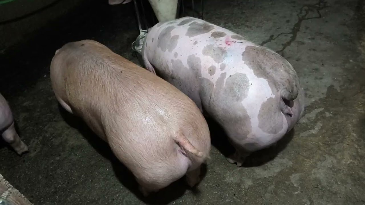 Quantos meses de nascida devo fazer os primeiros cruzamentos da minha Matriz.#suinocultura 