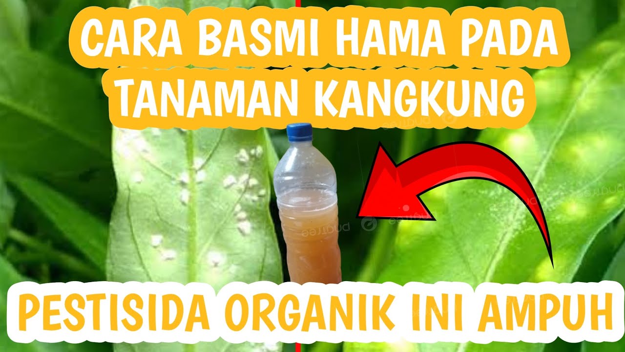 CARA MEMBASMI HAMA PADA TANAMAN KANGKUNG I Daeng Pasang