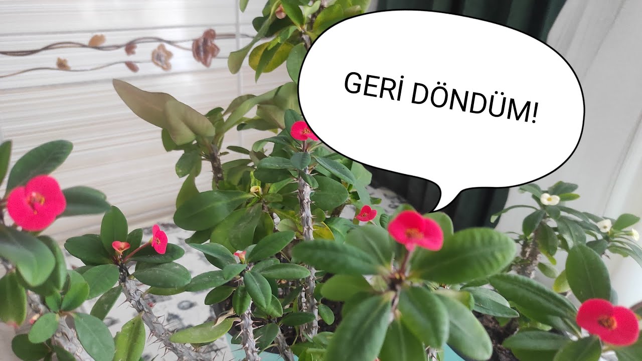 Çiçekleri Bırakamadım! Dikenler Tacı bakımı🏵️🌷