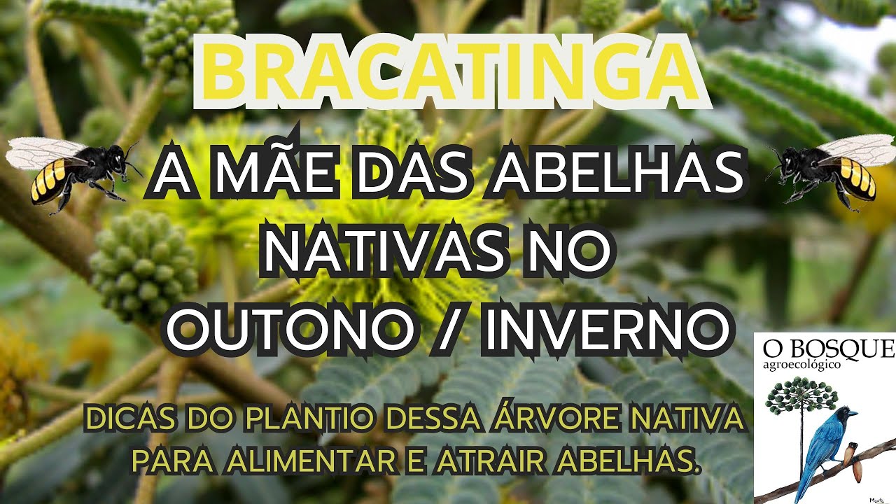 Bracatinga Amarela Florada para ASF no Outono e Inverno. Muito n&eacute;ctar em seu melipon&aacute;rio #asf