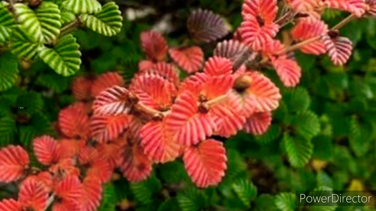 रंग बिरंगी पत्तियों वाले पौधों से सजाए अपना गार्डन