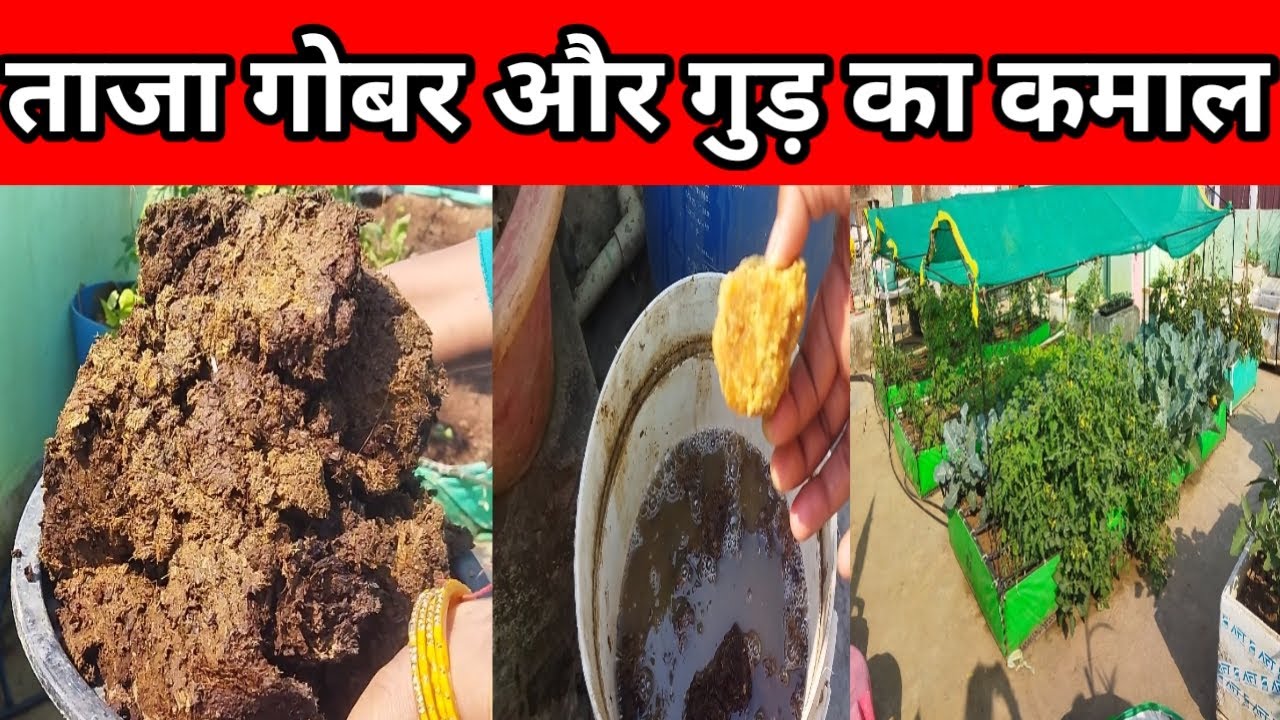 ताजा गोबर और गुड़ पौधे में जान डाल देगा l #cow dung compost#