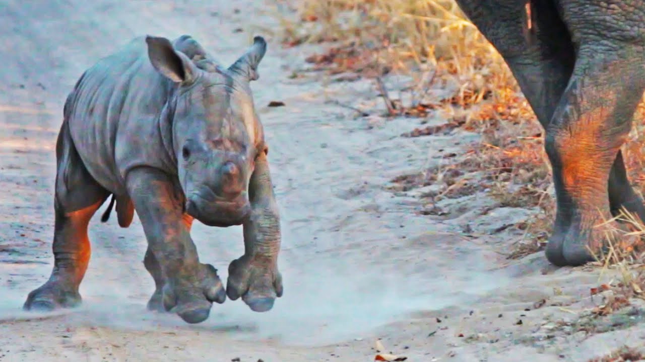 Baby Rhino Shows Off Dance Moves