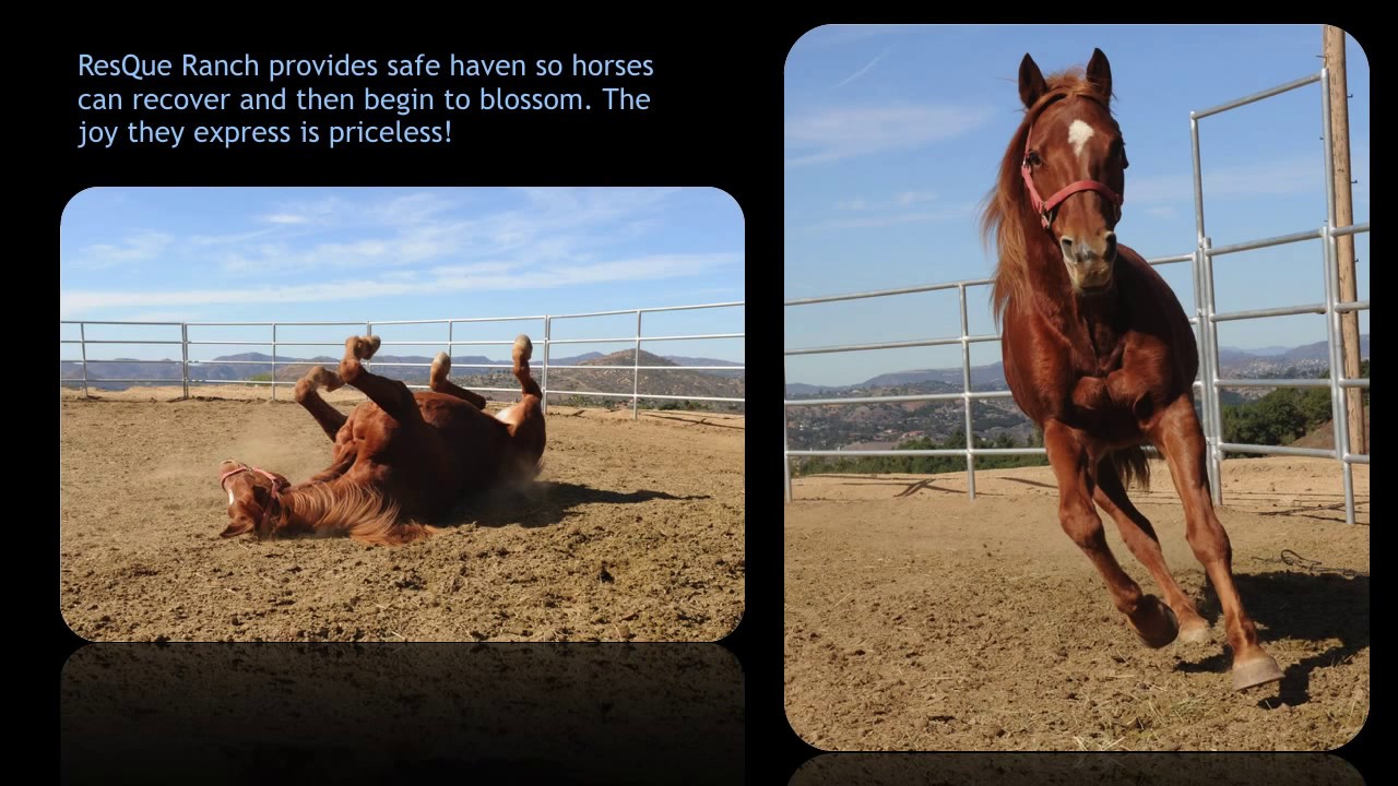 ResQue Ranch