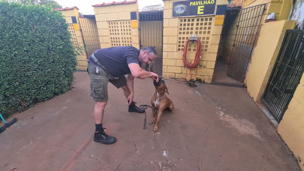 TIÃO BULDOGUE CAMPEIRO              3 DIAS DE ADESTRAMENTO