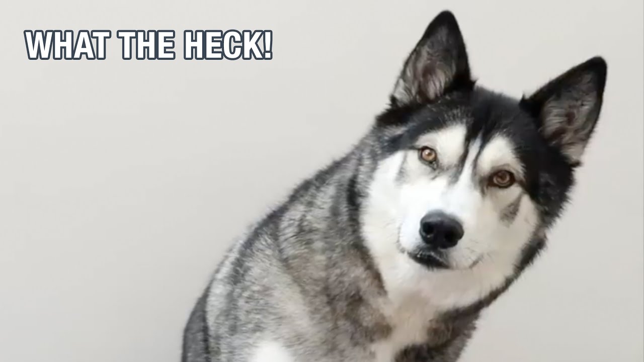 Don't Tell Your Husky You're All Out Of Waffles!