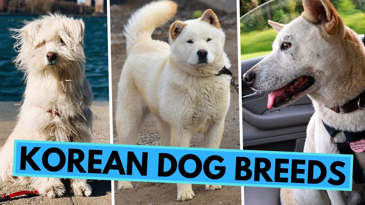 All Korean Dog Breeds - Jindo, Sapsali, Pungsan and Others