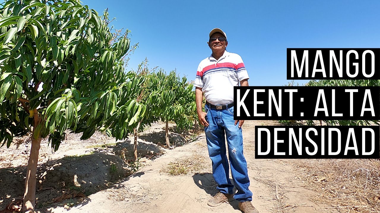 Mango Kent: Control de altura.