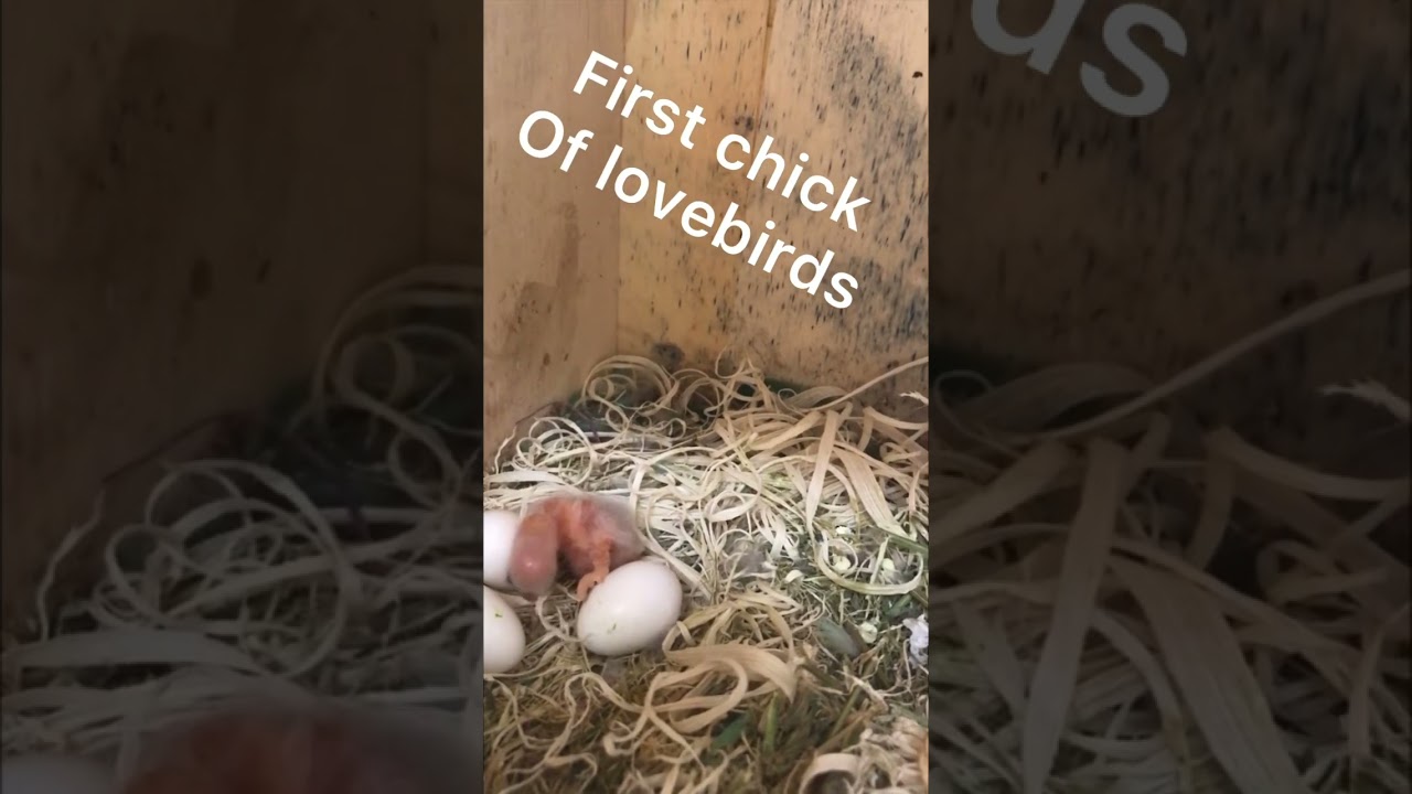 First chick of my lovebirds Roseicolli #peachfacedlovebird #lovebird #parrot #lovebirds #cutebirds