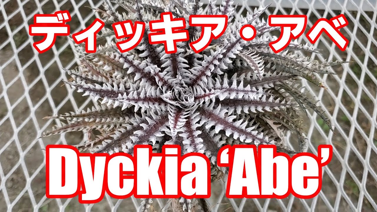 ディッキア・アベ：Dyckia ‘Abe’ 品種紹介【Dyckia Maniax（ディッキア・マニアックス ）】by Nin-Nin（にんにん）