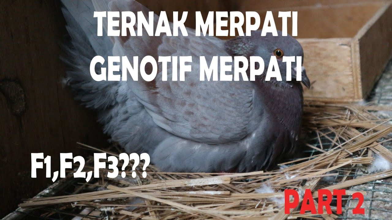 Ternak Merpati Part 2 : Metode Genetic Breeding Merpati