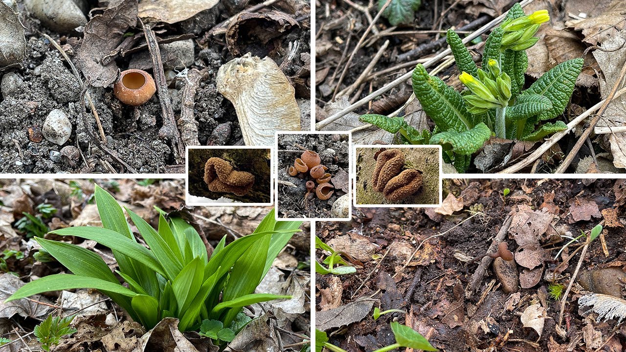 Pilze im M&auml;rz | 06.03.2022 | Erste kleine Auwaldrunde im M&auml;rz | Anemonen- & Haselbecherlinge
