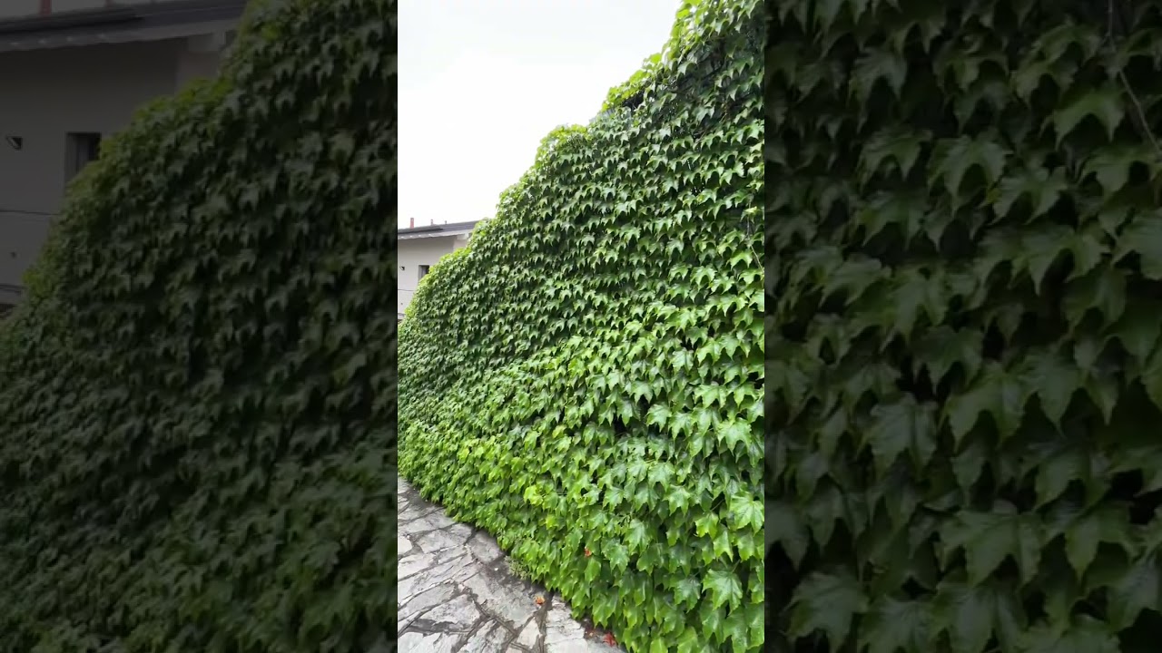 The gardens of Casa Emilia
