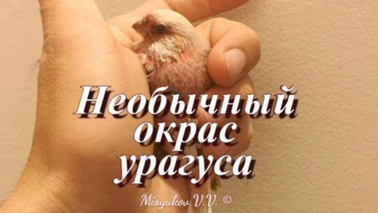 Необычный окрас урагуса (лат. Carpodacus sibiricus)