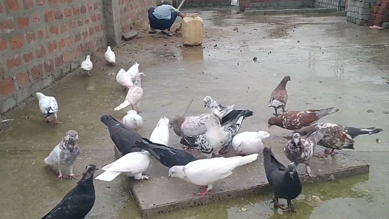 kabutar palan