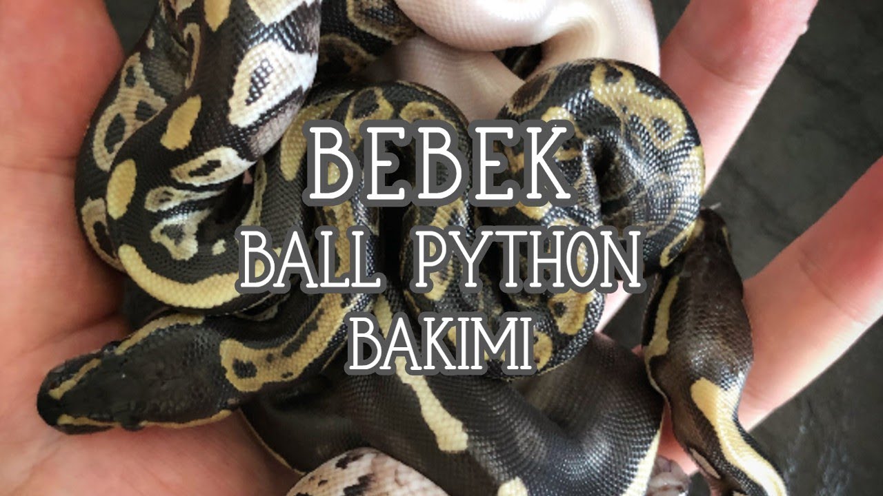 BEBEK BALL PYTHON BAKIMI & MORPH | OKAN YÜCETÜRK