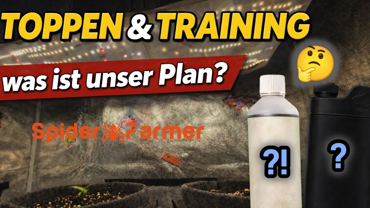 GROW & TOPPEN | LST | SF2000 SPIDERFARMER & GGS CONTROLLER | #videosfeed #feed 
