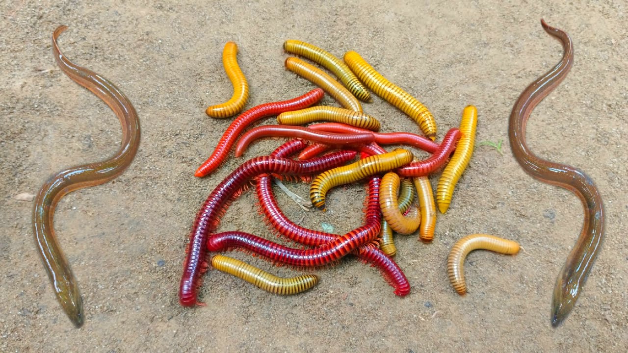 Wadidaw! Mencari kaki seribu besar,luwing danikan belut,ikan hias,ikan betok,kurakura lucu,ikanbetok
