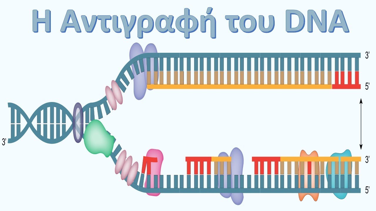 Η Αντιγραφή του DNA