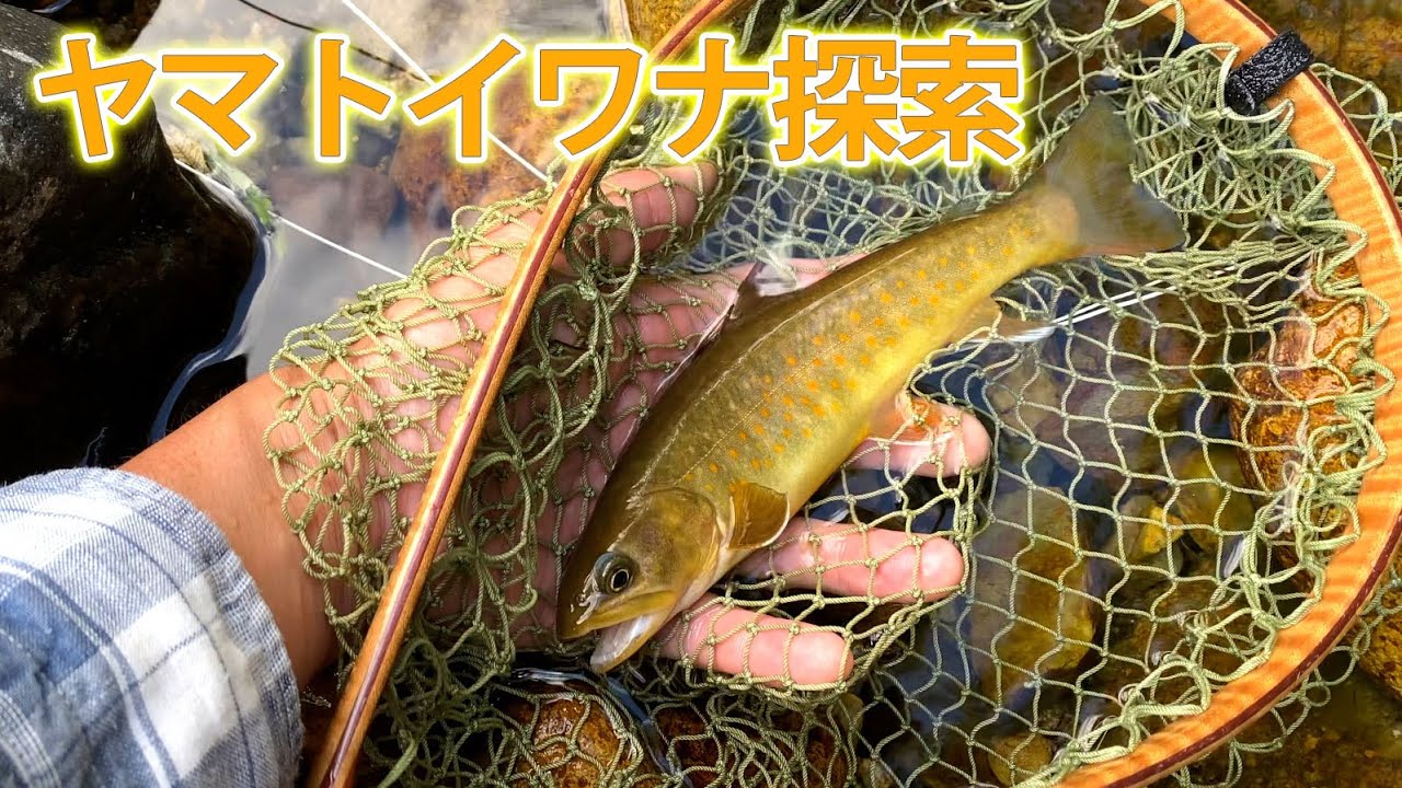 【フライフィッシング】【長野県】木曽でヤマトイワナ探索 - その２
