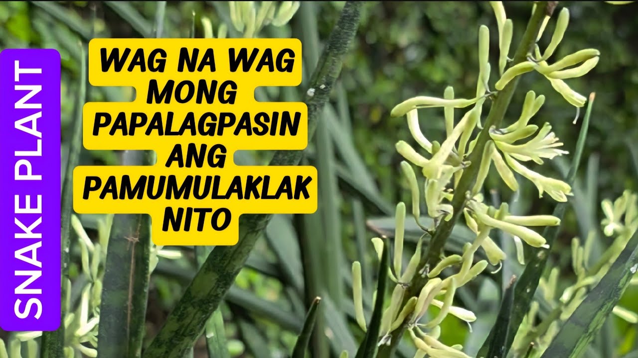 PAMPASWERTENG HATID NG BULAKLAK NG SNAKE PLANTS