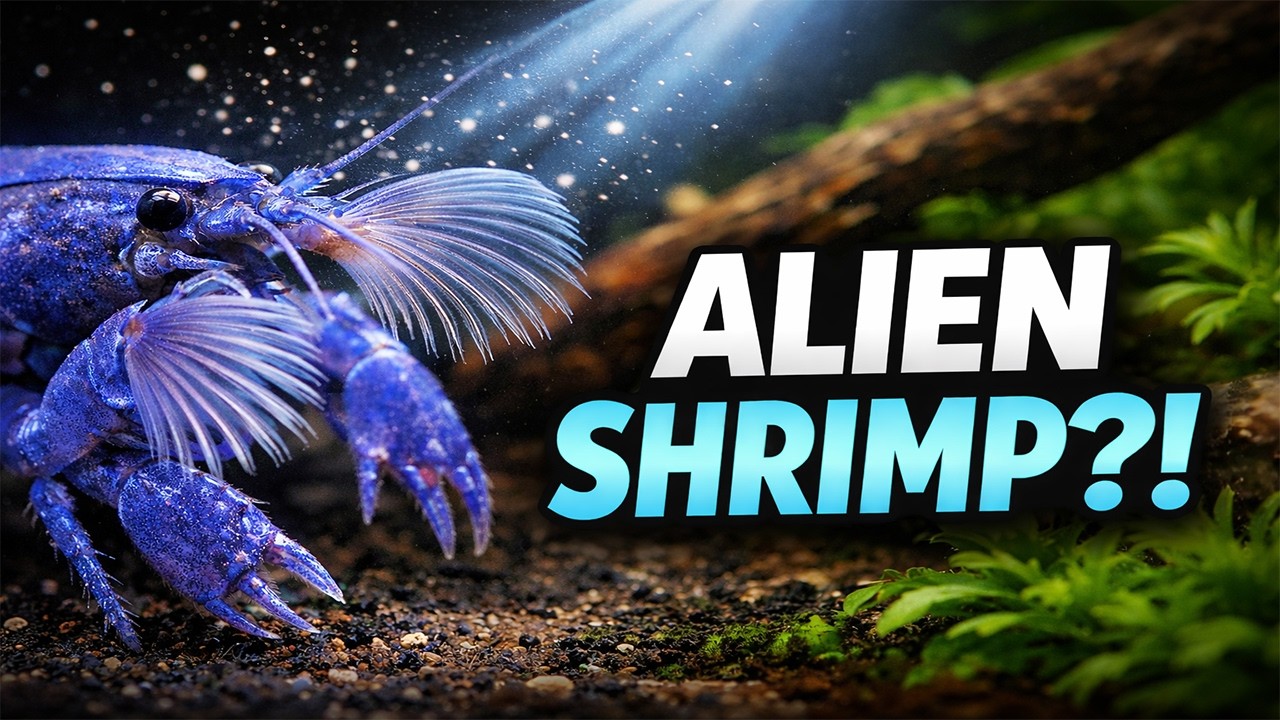 Giant Fan Shrimp Vampire Shrimp Feeding in My Tropical Aquarium  | Alien Filter Feeder!
