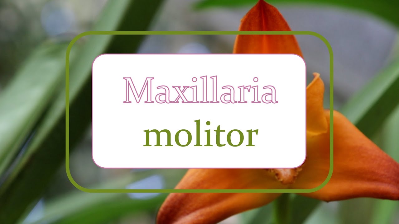 Maxillaria molitor | Alma del bosque