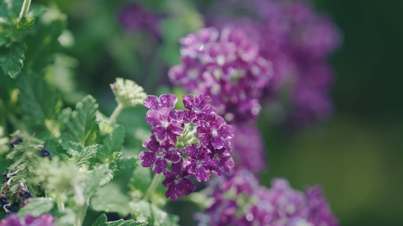 Samyang 135mm T2.2 Test 4k