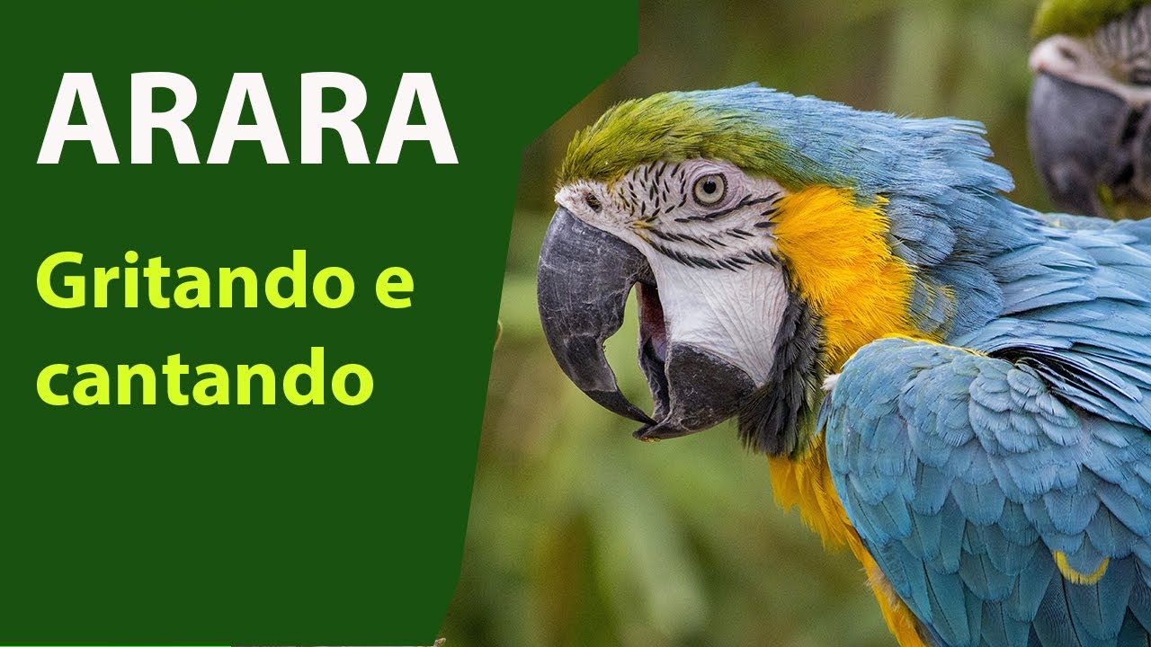arara caninde gritando ara ararauna (macaw)