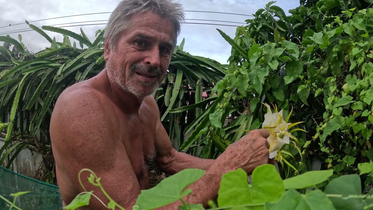 Collecting Dragon fruit pollen for Cross Pollinating, cold storage and deep freezing,