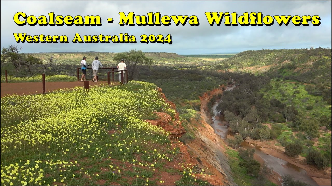 COALSEAM - MULLEWA WILDFLOWERS WA 2024