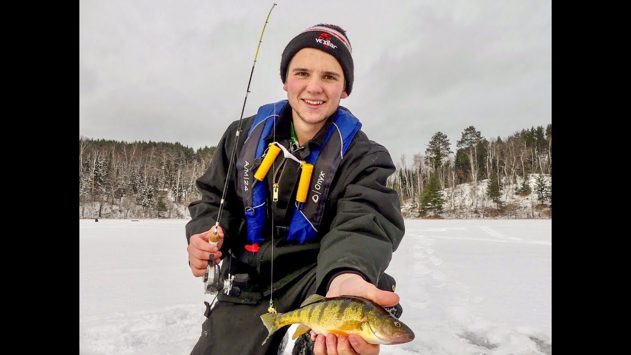 Perch Pounding on Backcountry Lake (FEEDING FRENZY)