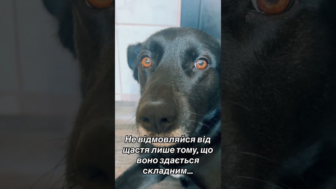 Не відмовляйся від щастя #собака #dog #love #lifewithbax