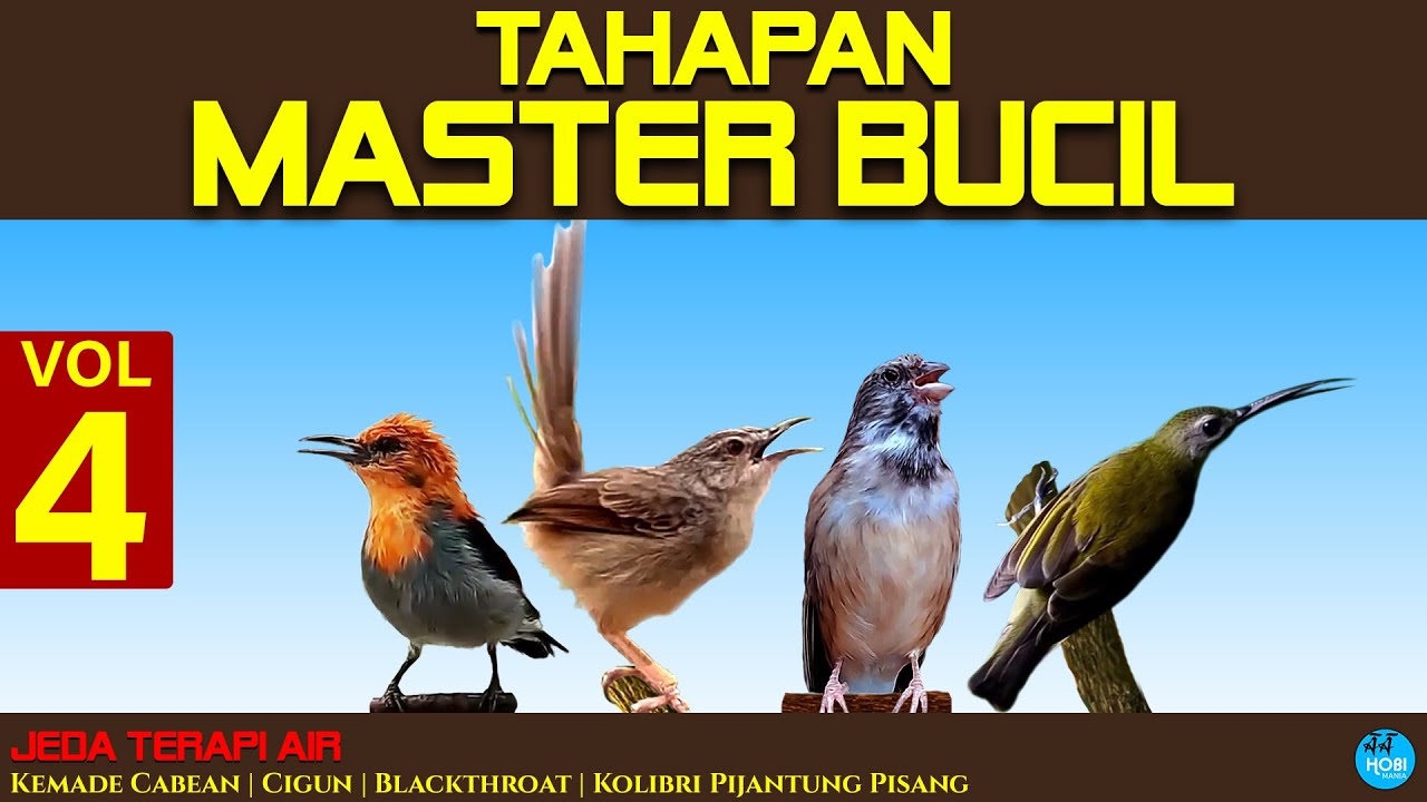 TAHAPAN  MASTER BUCIL  vol 4| Kemade Cabean, Cigun, Blackthroat, Kolibri Pijantung Pisang