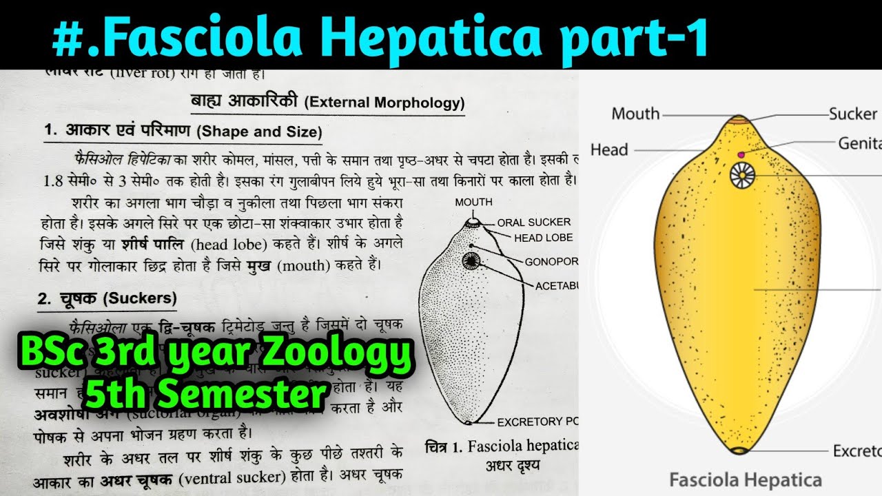 External and Internal morphology of Fasciola hepatica in hindi || BSc 3rd year Zoology 5th Semester