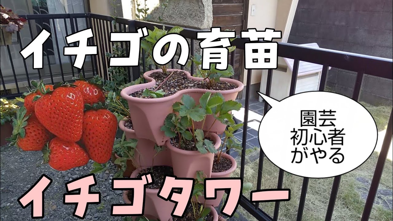 イチゴタワー イチゴの苗を植え付けていきます！(園芸初心者の育苗)