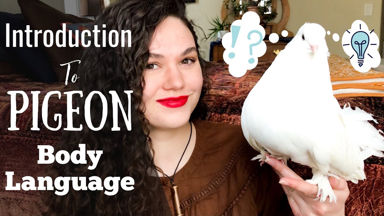 Introduction to Pigeon Body Language