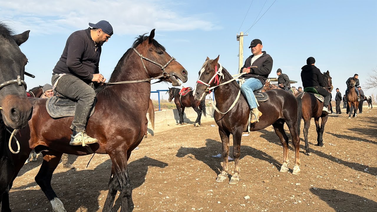 Shahidon ot bozori bugungi narhlar bilan tanishing 11.11.2025yil