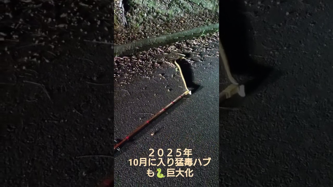 【ハブ 】奄美大島毒蛇ハブ🐍２０２５年 