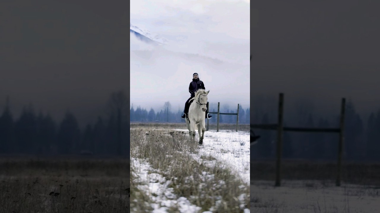 Perlino Horse