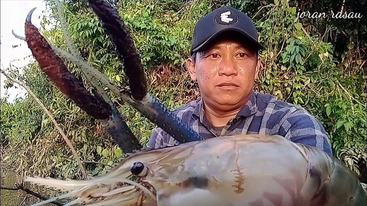 MENGERIKAN! INILAH UDANG GALAH TERBESAR SAYA SELAMA MANCING DI SUNGAI INI