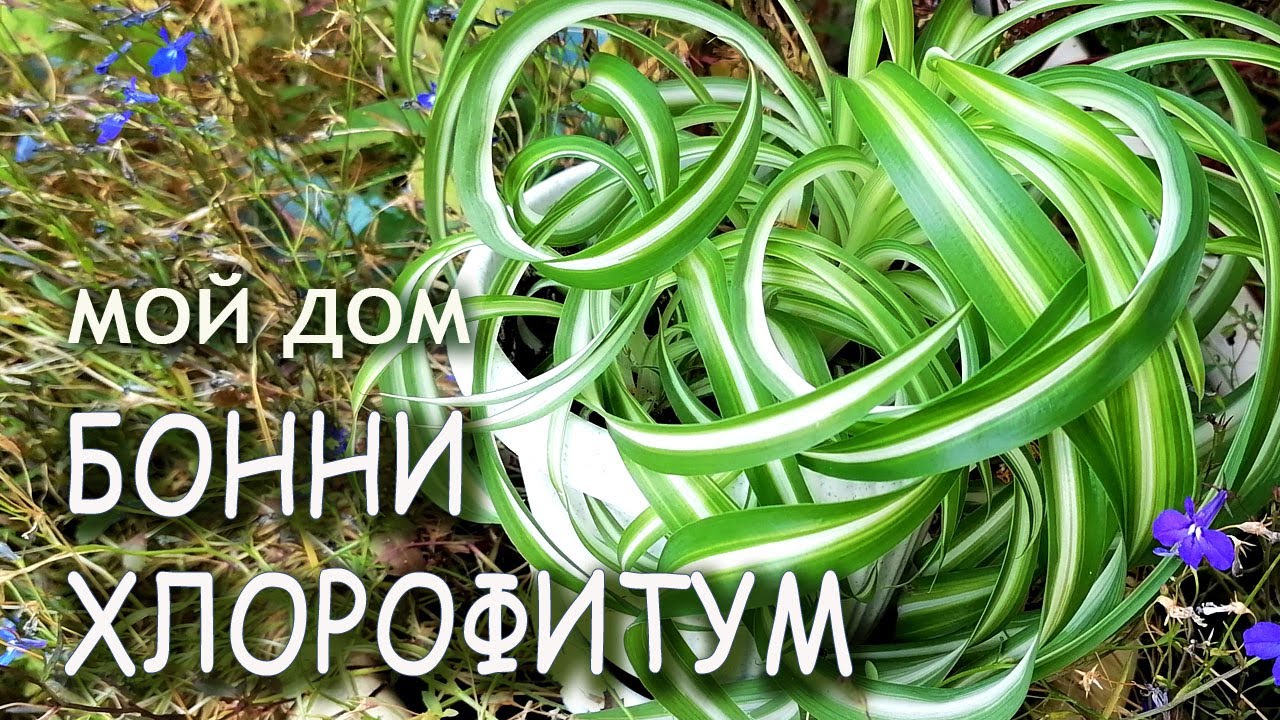 Хлорофитум БОННИ