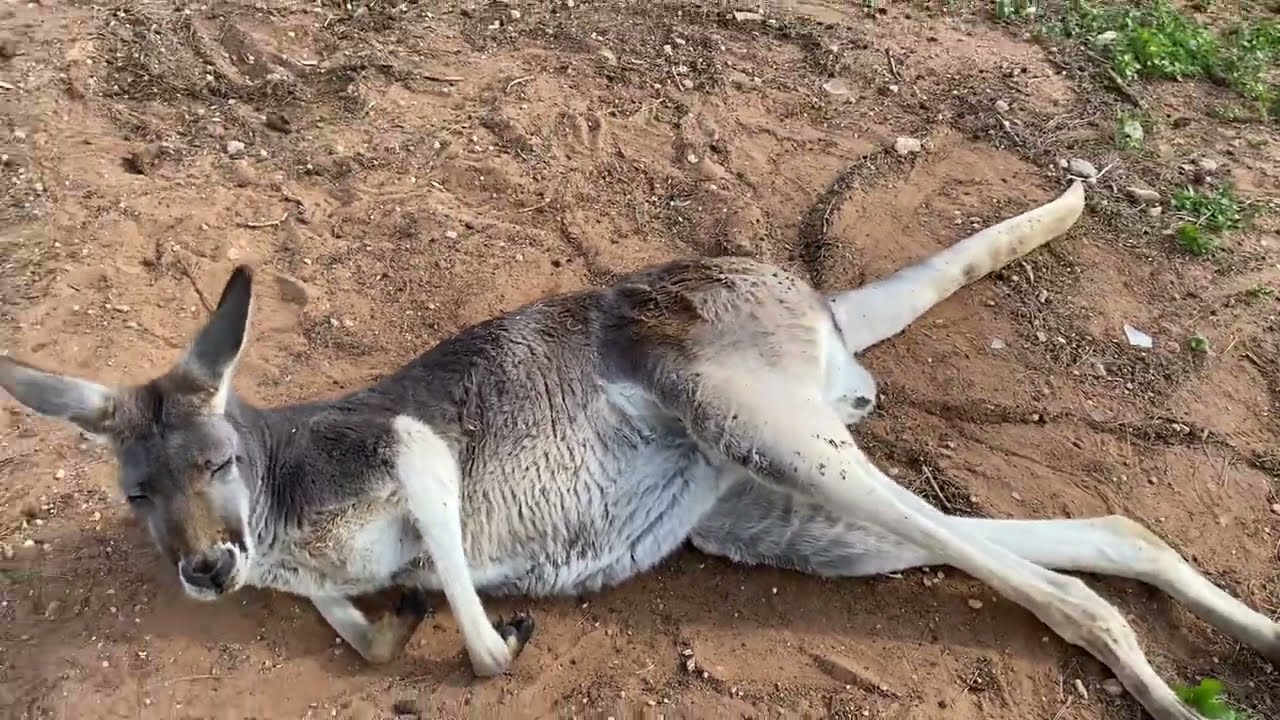 Norman the red kangaroo. Taken 2 days before he passed. He got out and was hit by a car. 