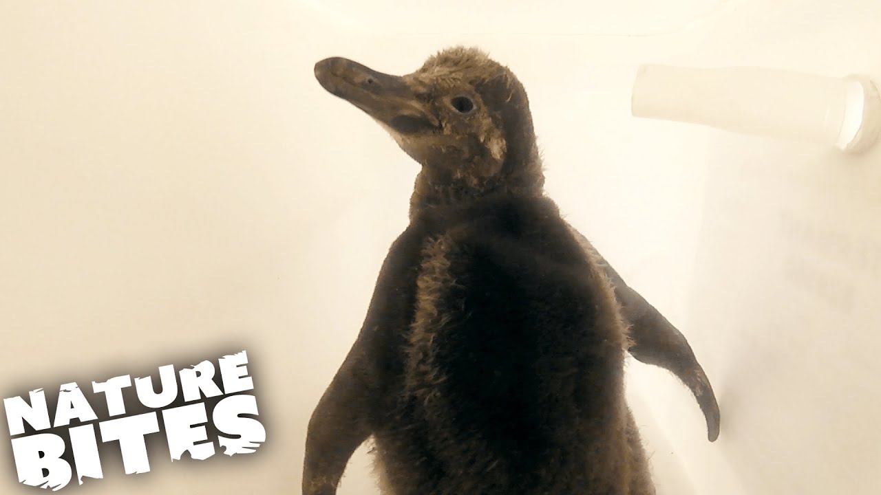 Baby Penguin Chick Close to Death    | Nature Bites