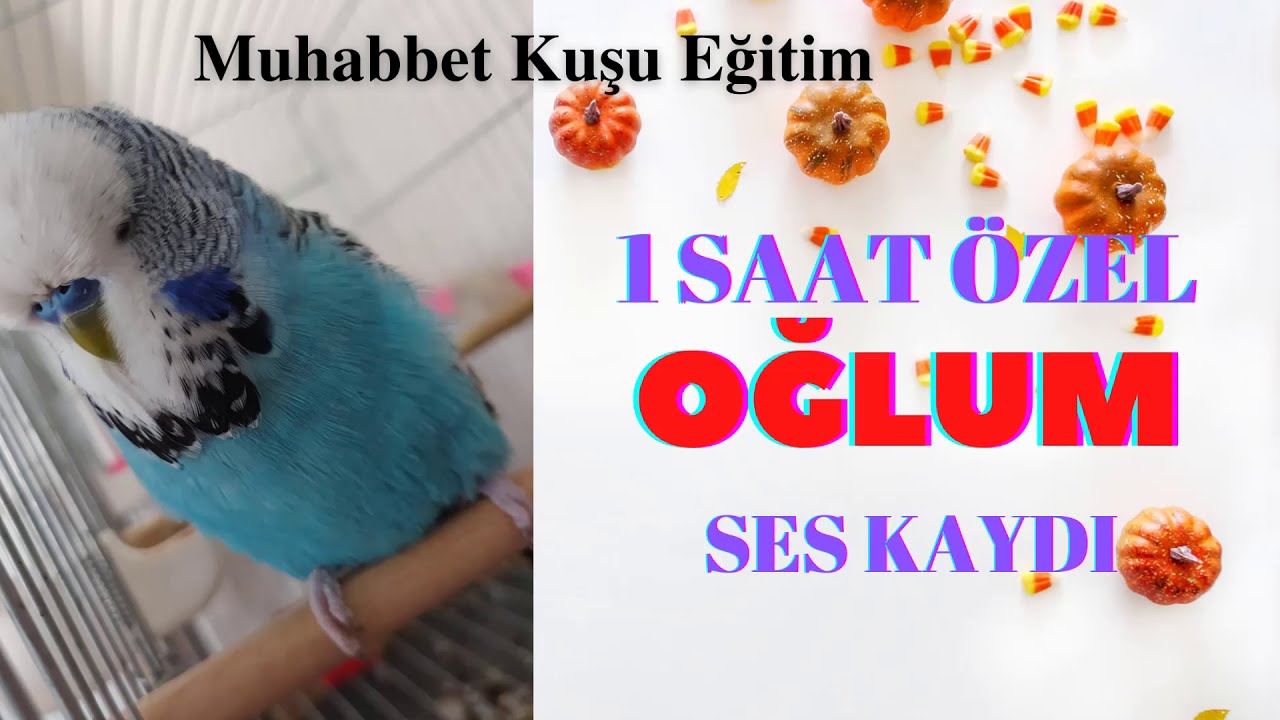Oğlum Sesi Muhabbet Kuşu Konuşturma - Kuş Konuşturuyoruz 2