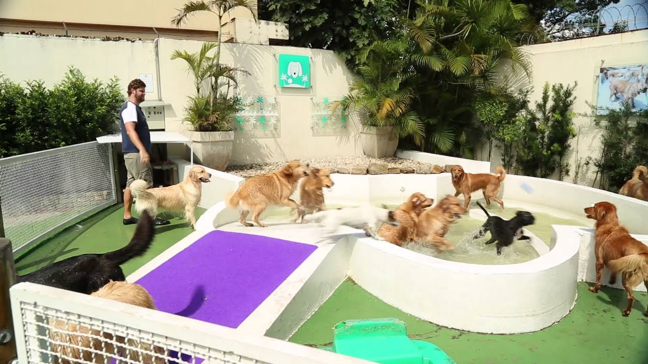 dogresort